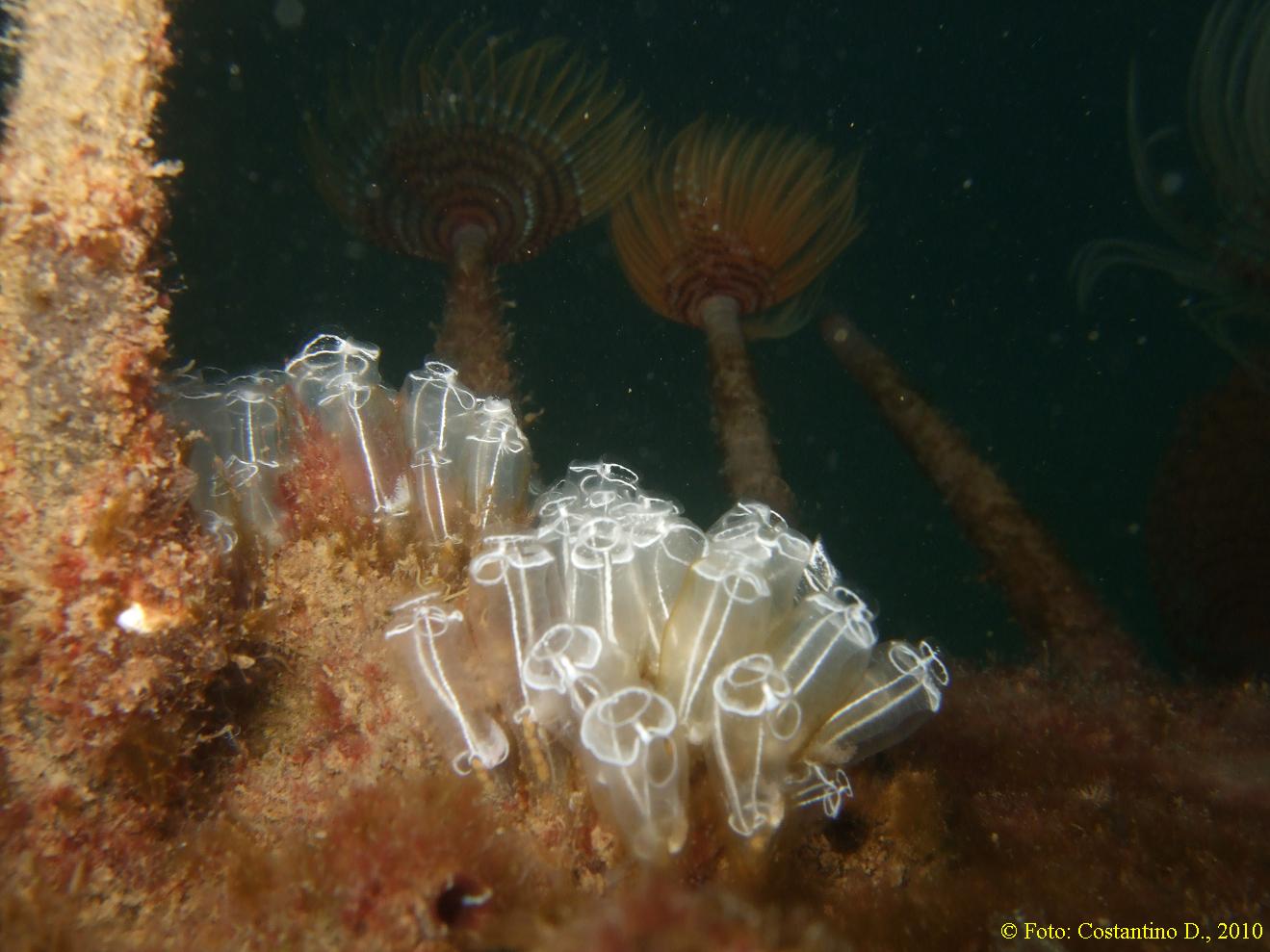 Clavelina lepadiformis